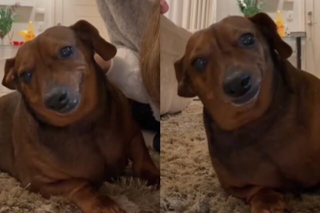 Didi morreu aos 9 anos - Foto: TikTok @bruroses