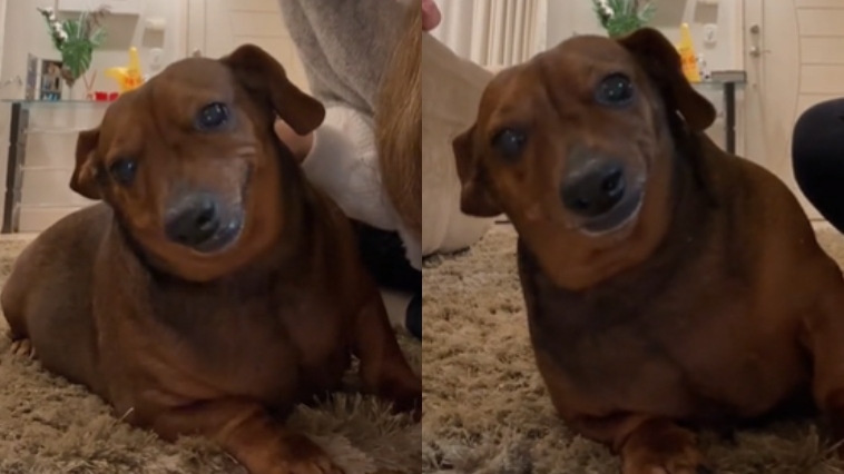 Didi morreu aos 9 anos - Foto: TikTok @bruroses