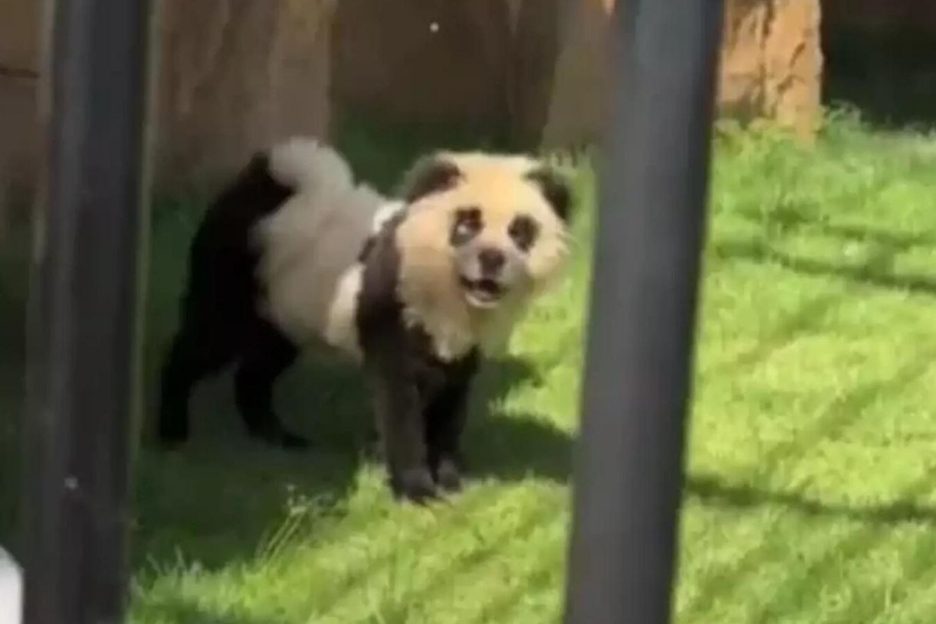 Zoológico chinês exibiu cachorros pintados como pandas para visitantes