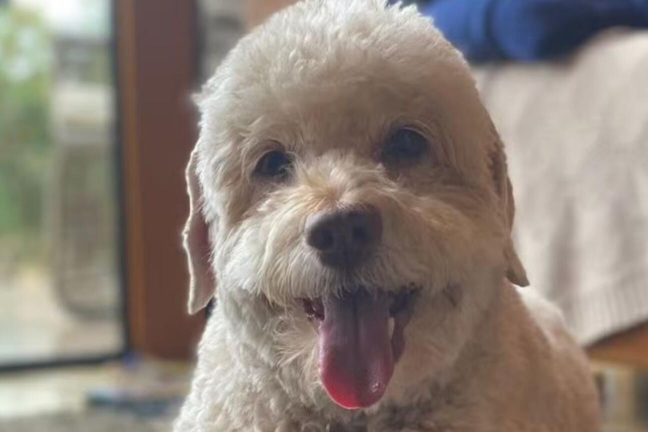 Cão morre ao pisar em fio de tensão e corpo só é removido 30 horas após acidente