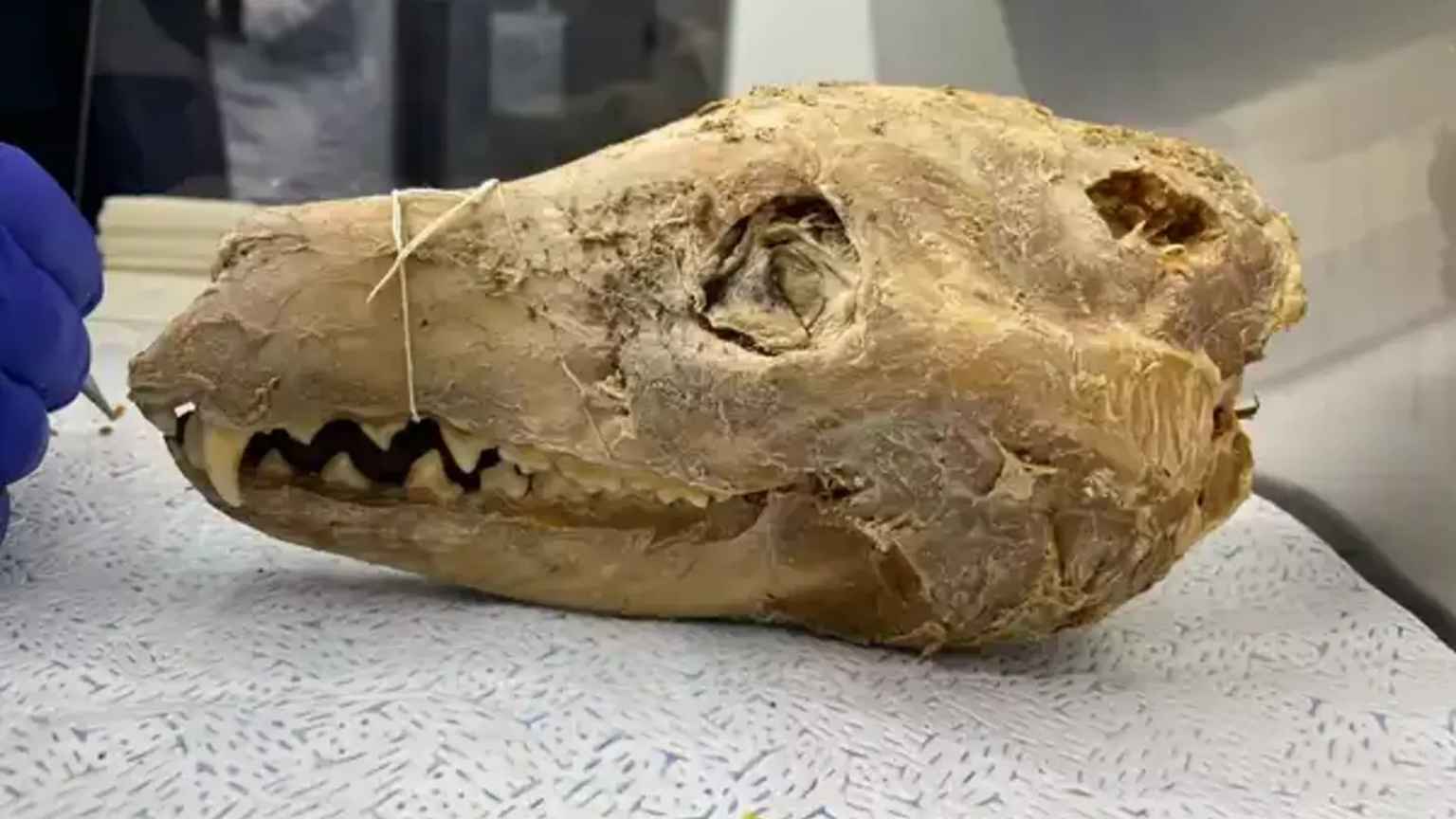 Descoberta de crânio centenário pode viabilizar