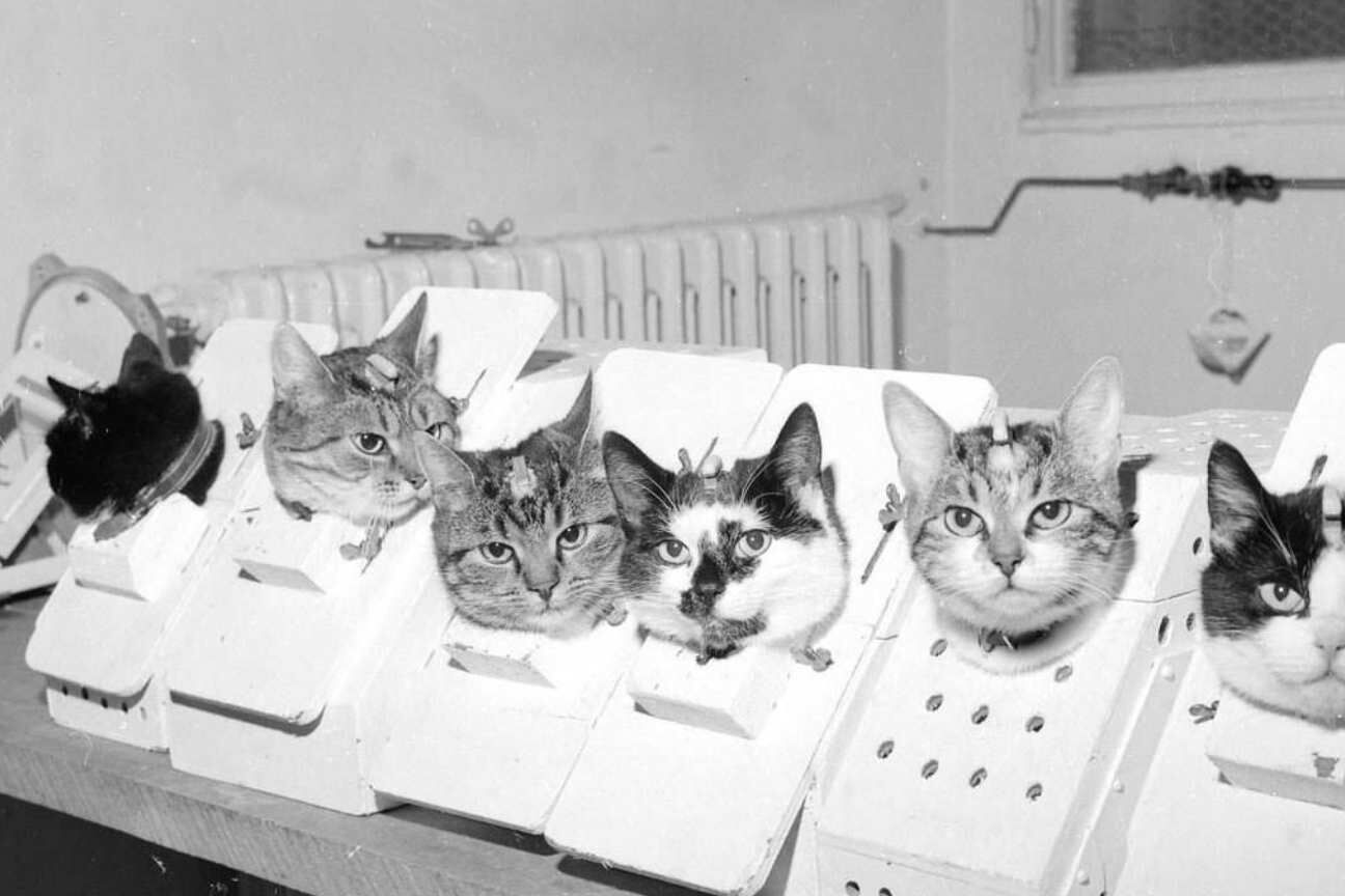 O histórico voo especial de Félicette: uma missão científica controversa