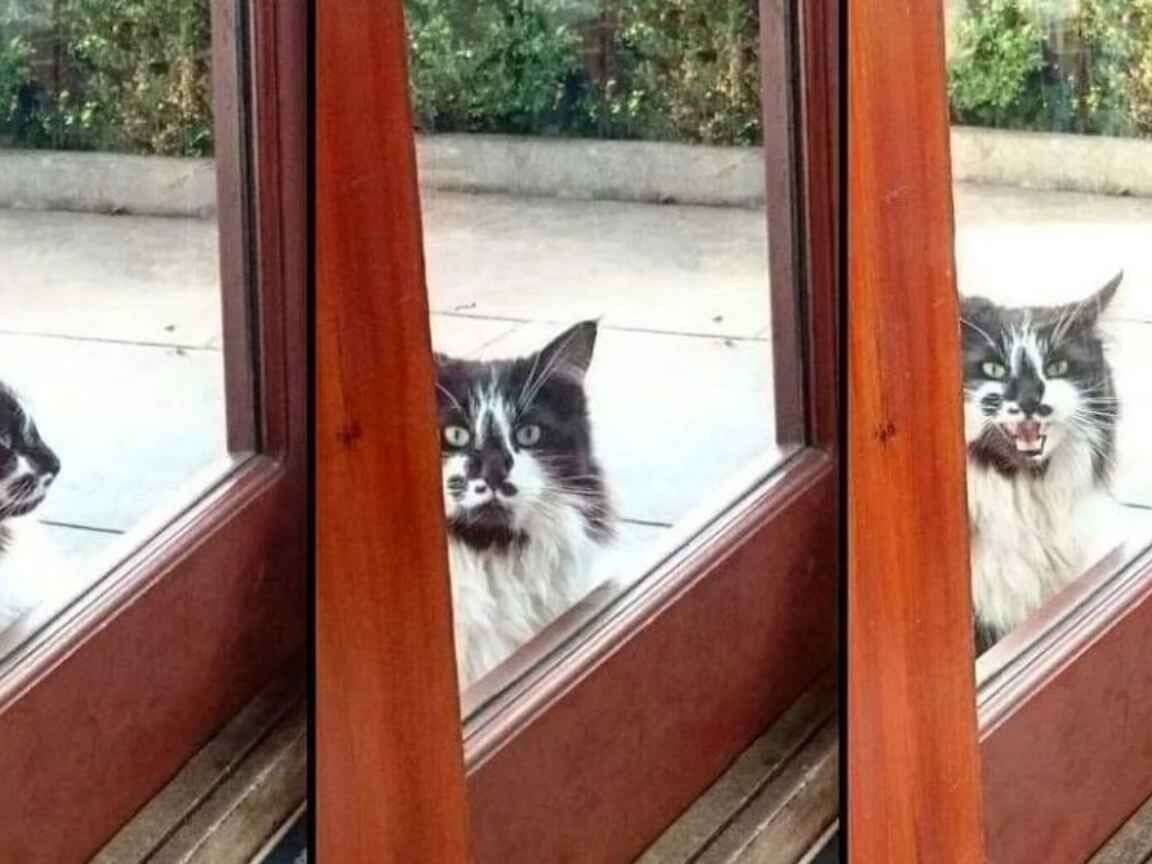 Gato persistente muda o próprio destino e consegue fazer família adotá-lo