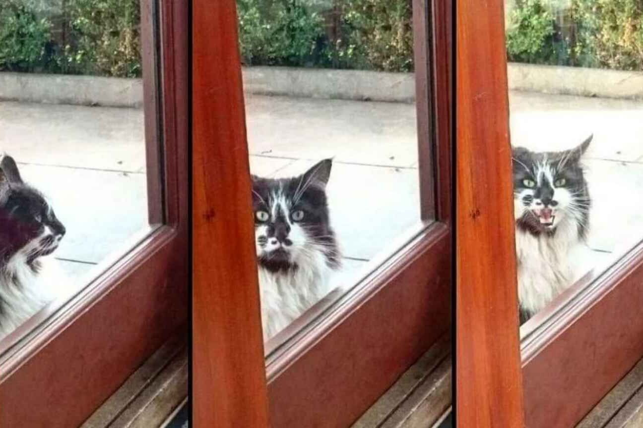 Gato persistente muda o próprio destino e consegue fazer família adotá-lo