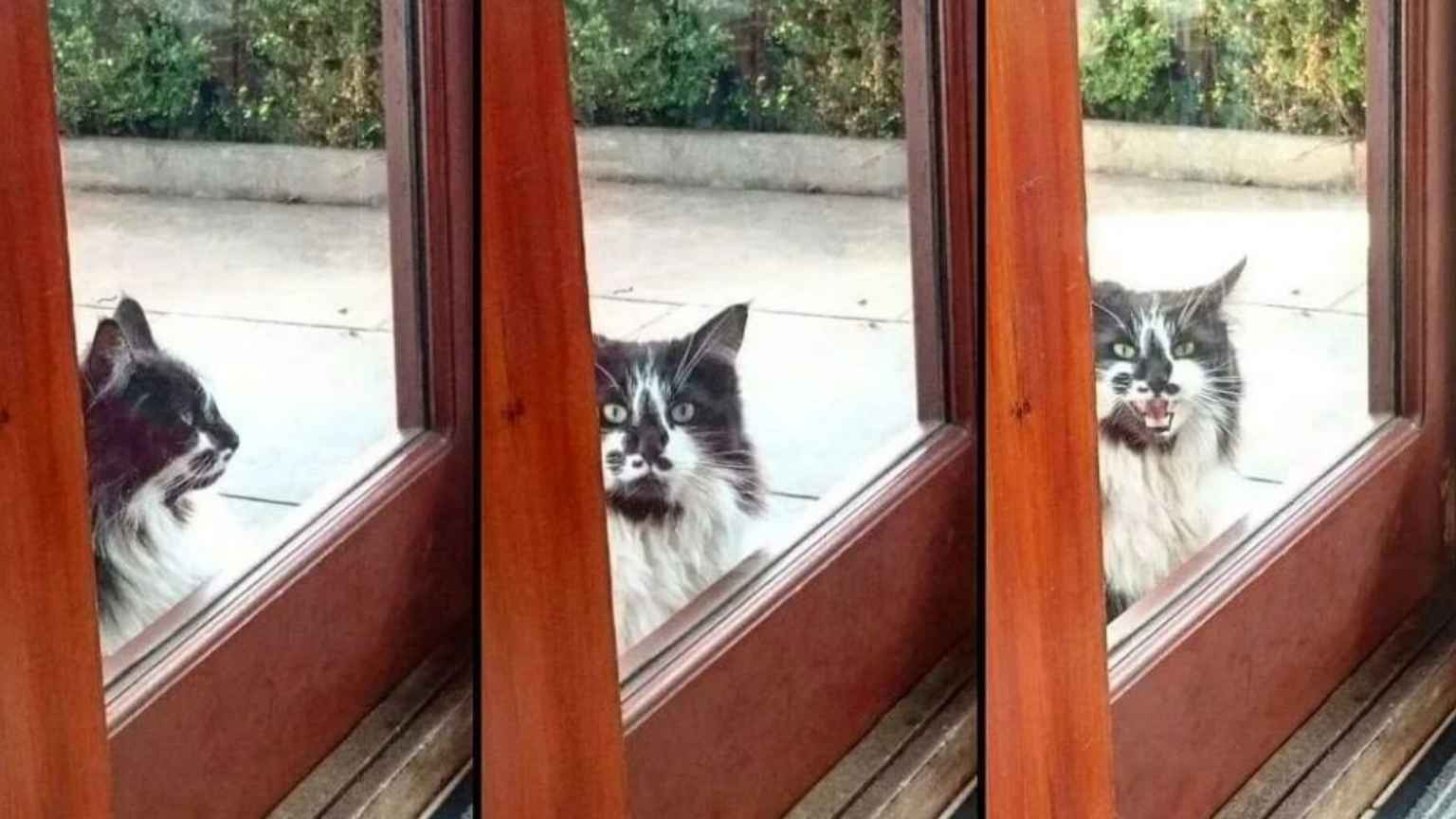 Gato persistente muda o próprio destino e consegue fazer família adotá-lo