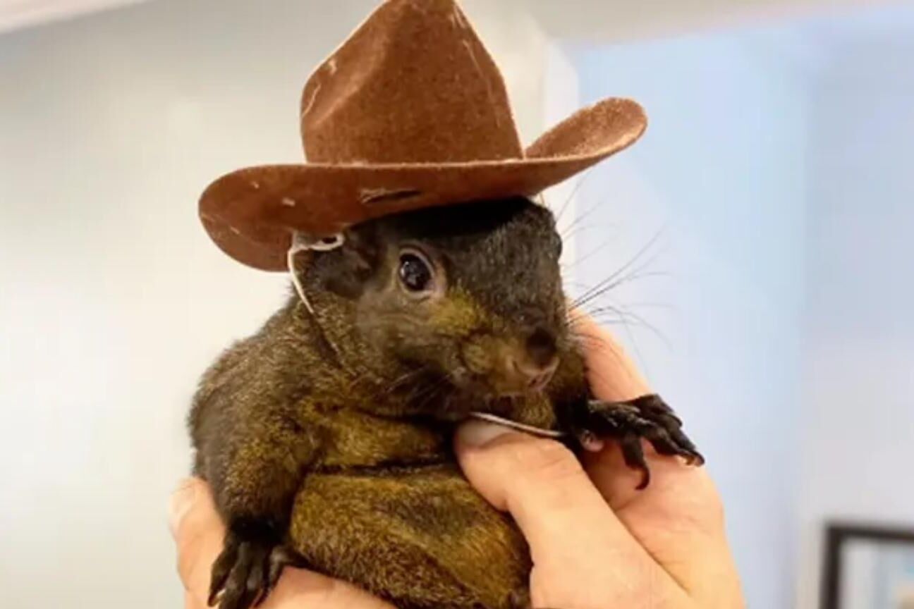 Donos de Peanut, o esquilo, processam autoridades de Nova York após sacrifício forçado