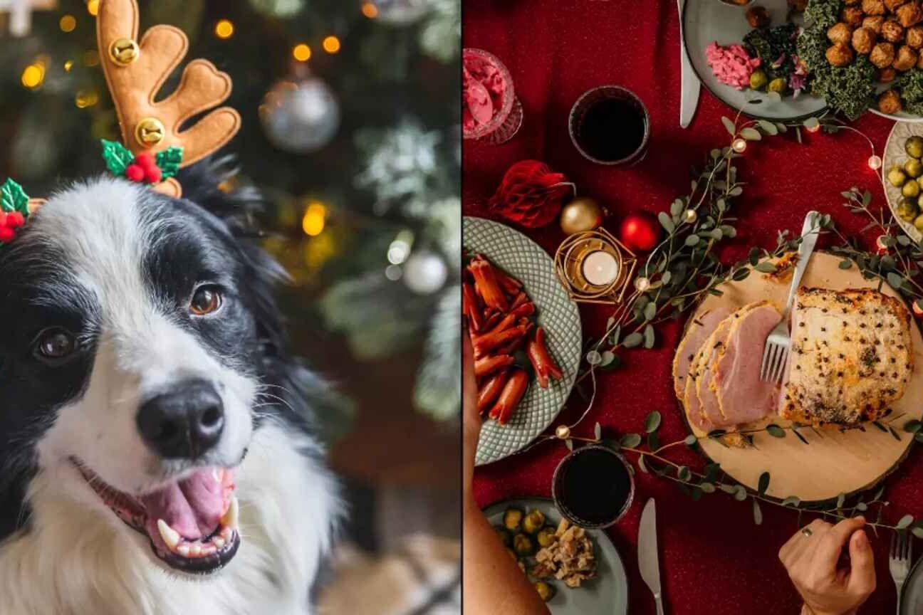 Alimentos natalinos que podem ser fatais para cães: saiba o que evitar