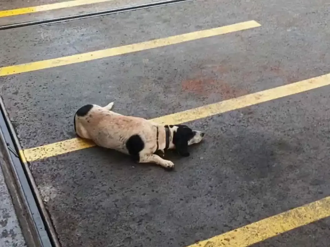 Cachorro espera por tutor que morreu afogado em Ribeirão Preto e comove moradores