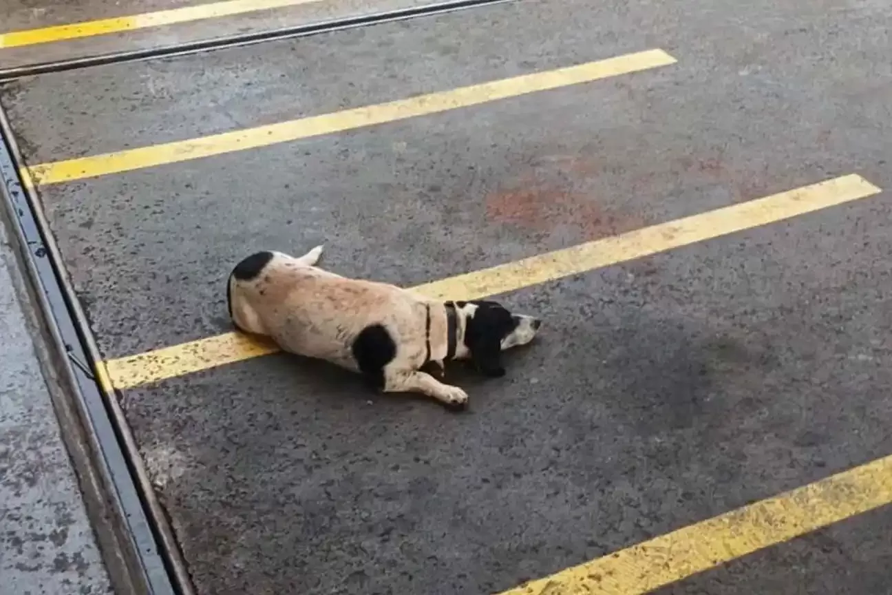 Cachorro espera por tutor que morreu afogado em Ribeirão Preto e comove moradores