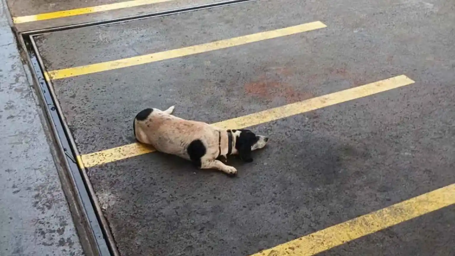 Cachorro espera por tutor que morreu afogado em Ribeirão Preto e comove moradores