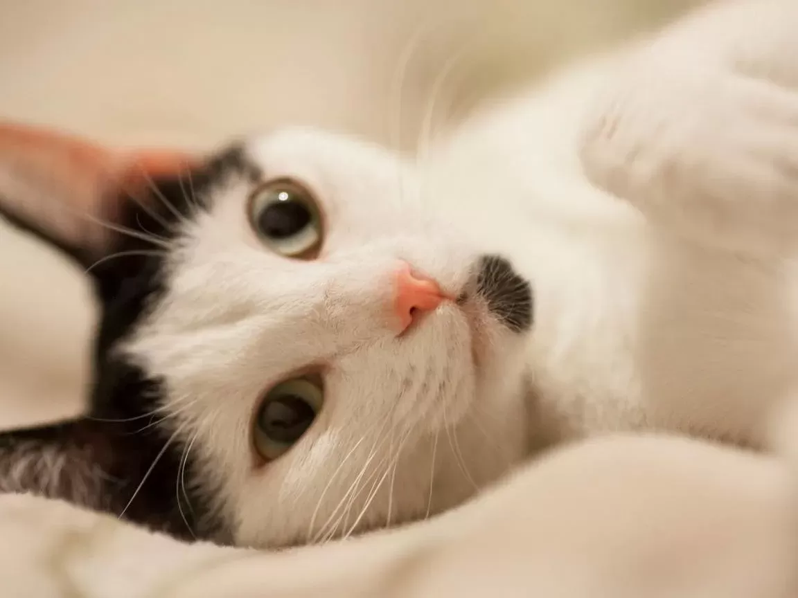 Cacau, uma gata, entra com ação judicial contra clínica veterinária no Rio Grande do Sul