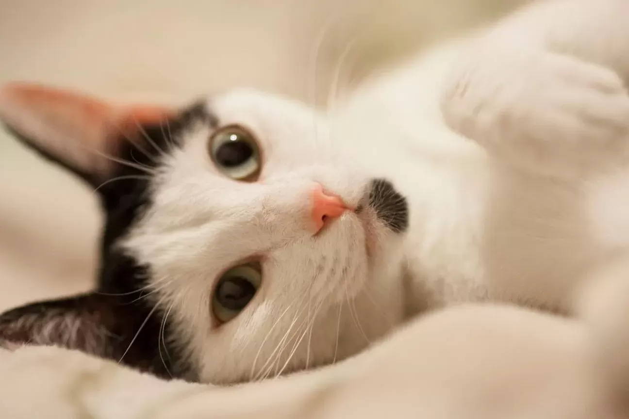 Cacau, uma gata, entra com ação judicial contra clínica veterinária no Rio Grande do Sul