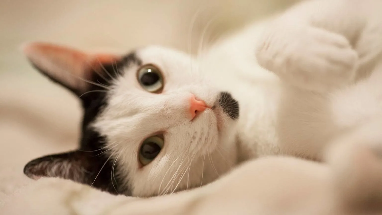 Cacau, uma gata, entra com ação judicial contra clínica veterinária no Rio Grande do Sul