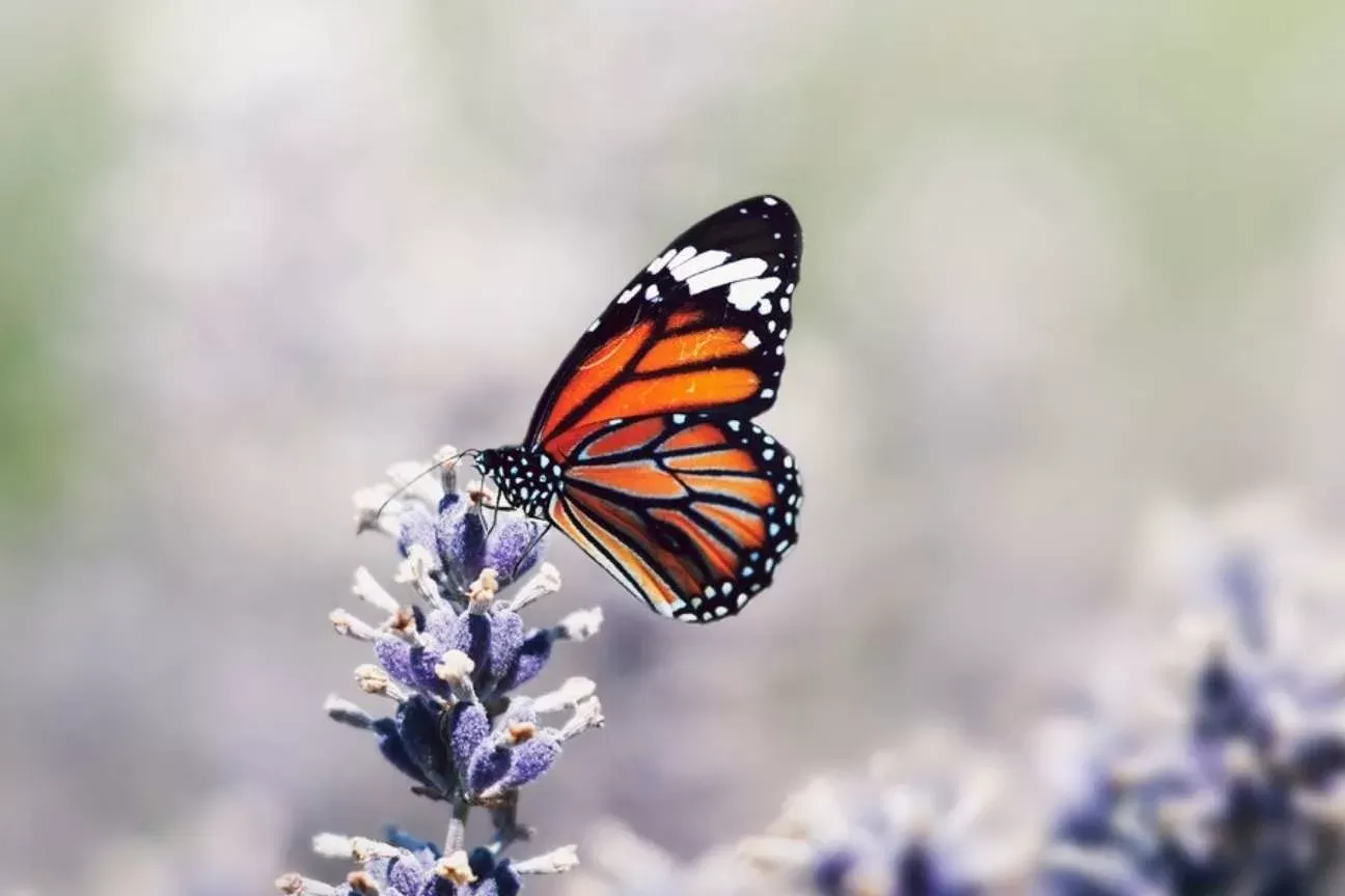 Adolescente morre após injetar mistura com borboleta na perna na Bahia