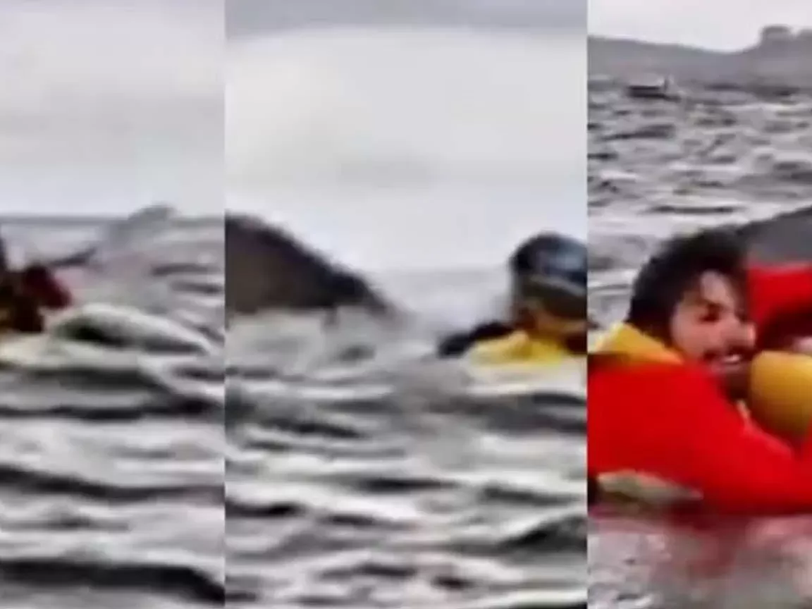 Jovem venezuelano é engolido e cuspido por baleia-jubarte no Chile; veja
