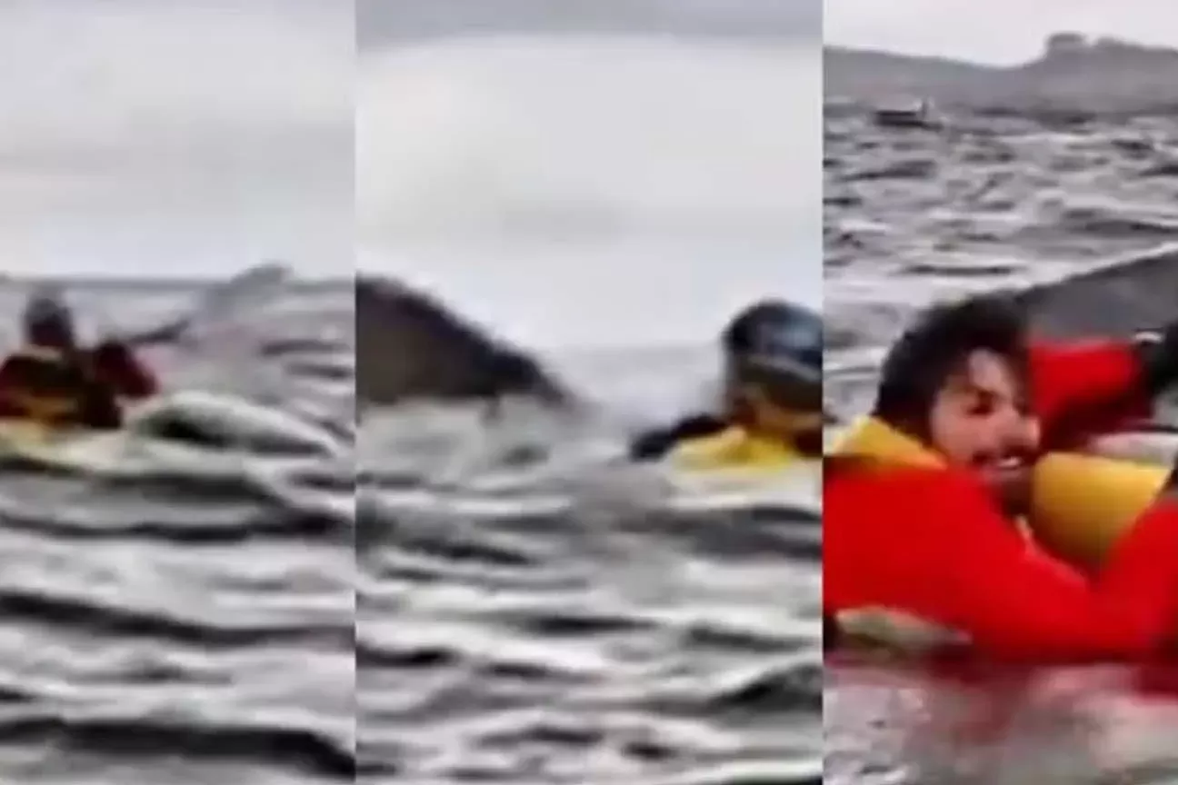 Jovem venezuelano é engolido e cuspido por baleia-jubarte no Chile; veja