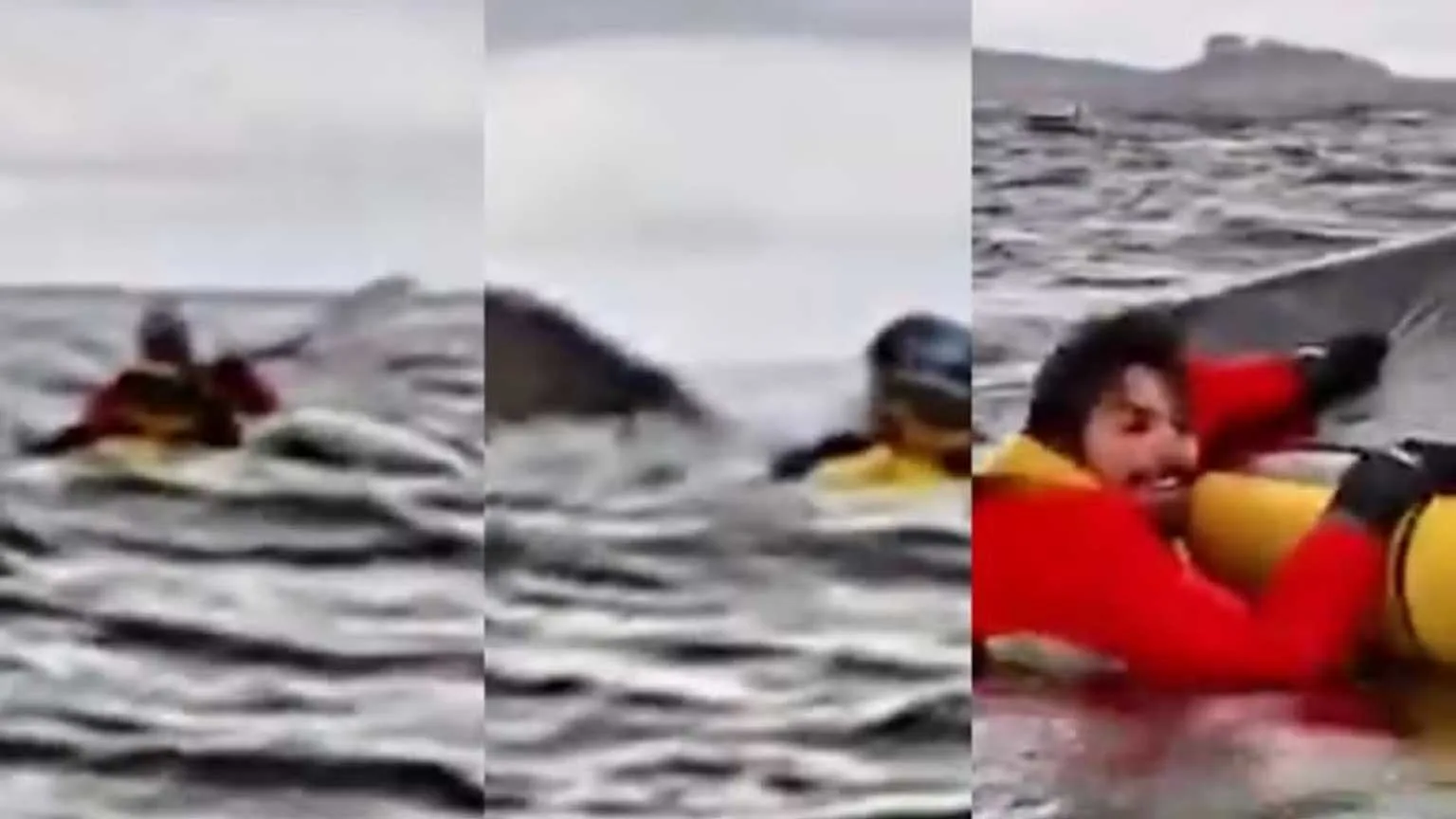 Jovem venezuelano é engolido e cuspido por baleia-jubarte no Chile; veja