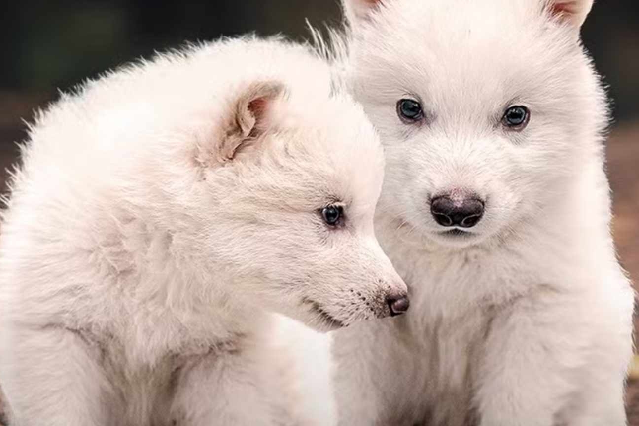 Lobos terríveis voltam à vida após 10 mil anos extintos com ajuda da biotecnologia