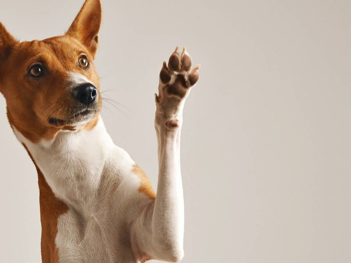 Dicas de limpeza para quem tem pets e quer manter a casa impecável