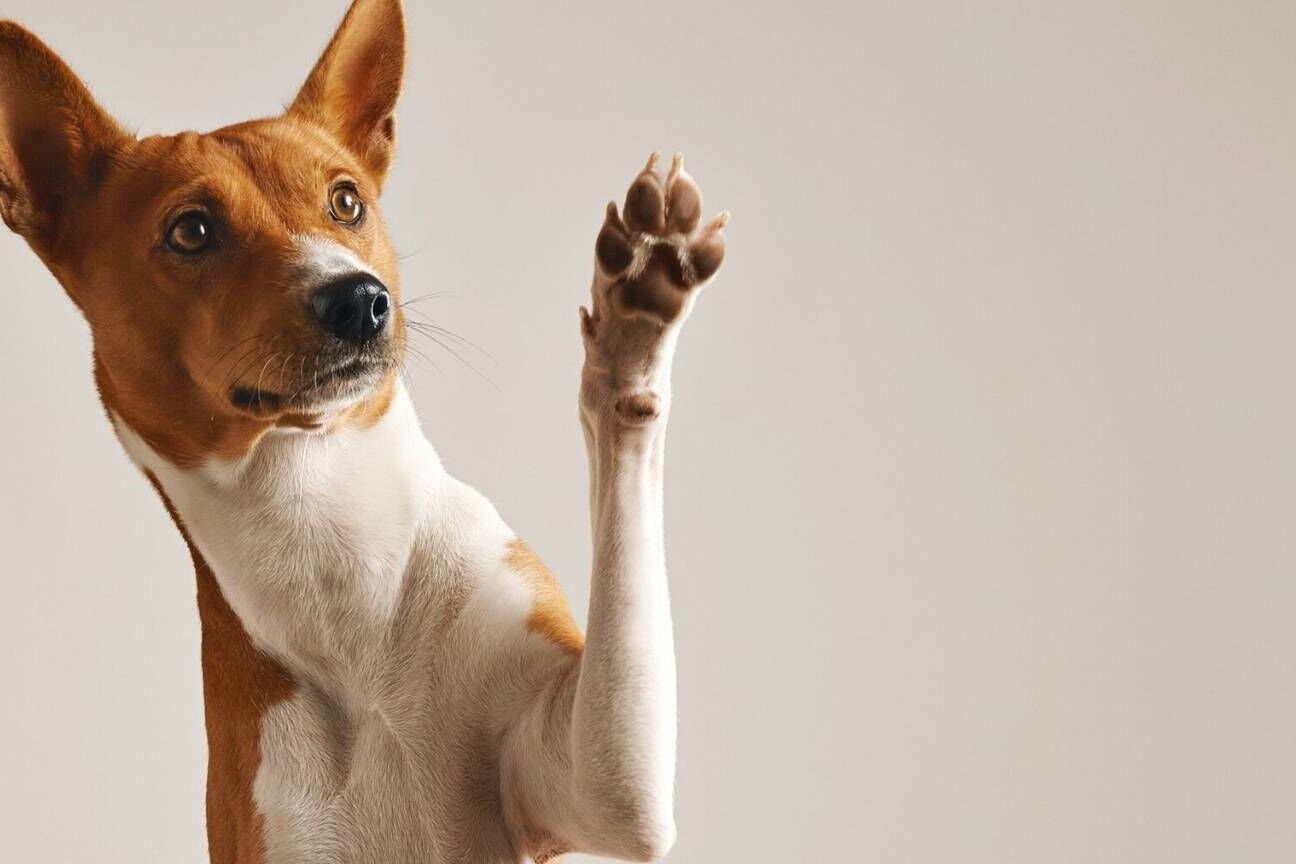 Dicas de limpeza para quem tem pets e quer manter a casa impecável