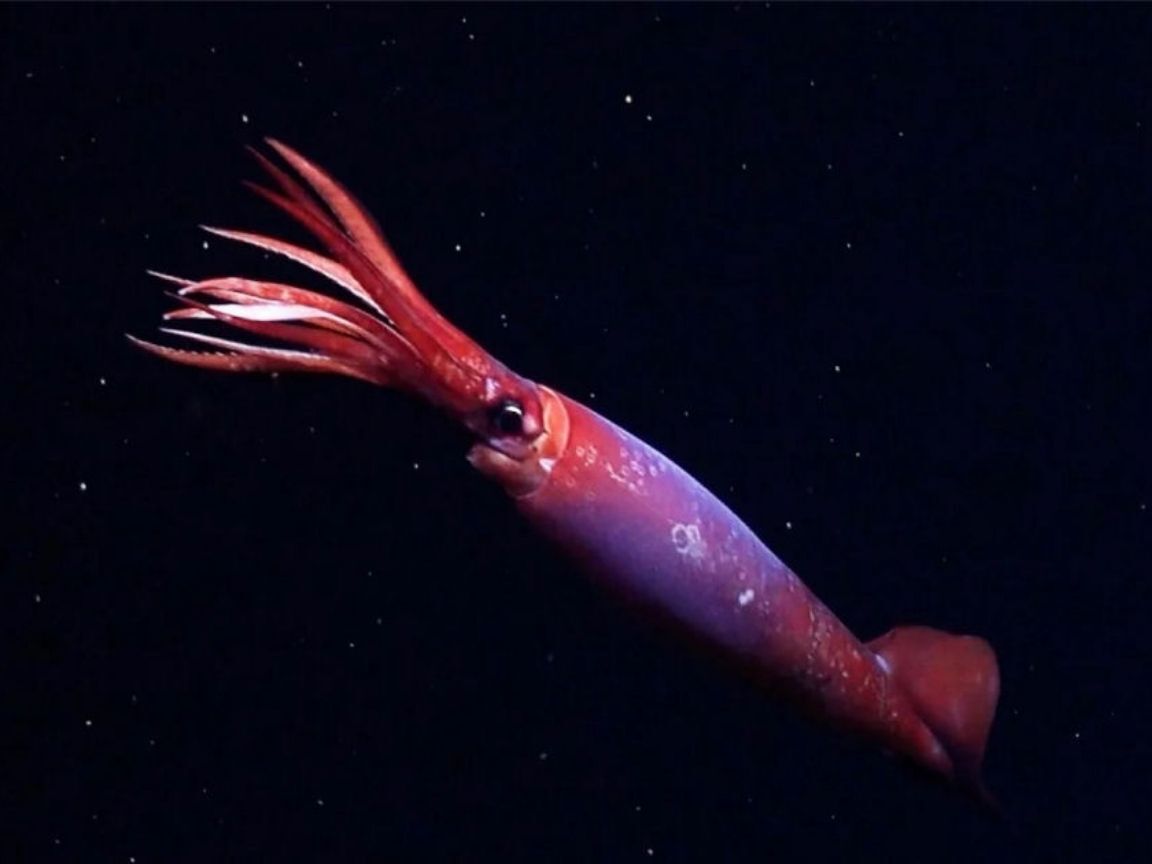 Cientistas filmam pela primeira vez lula rara de águas profundas na Antártica