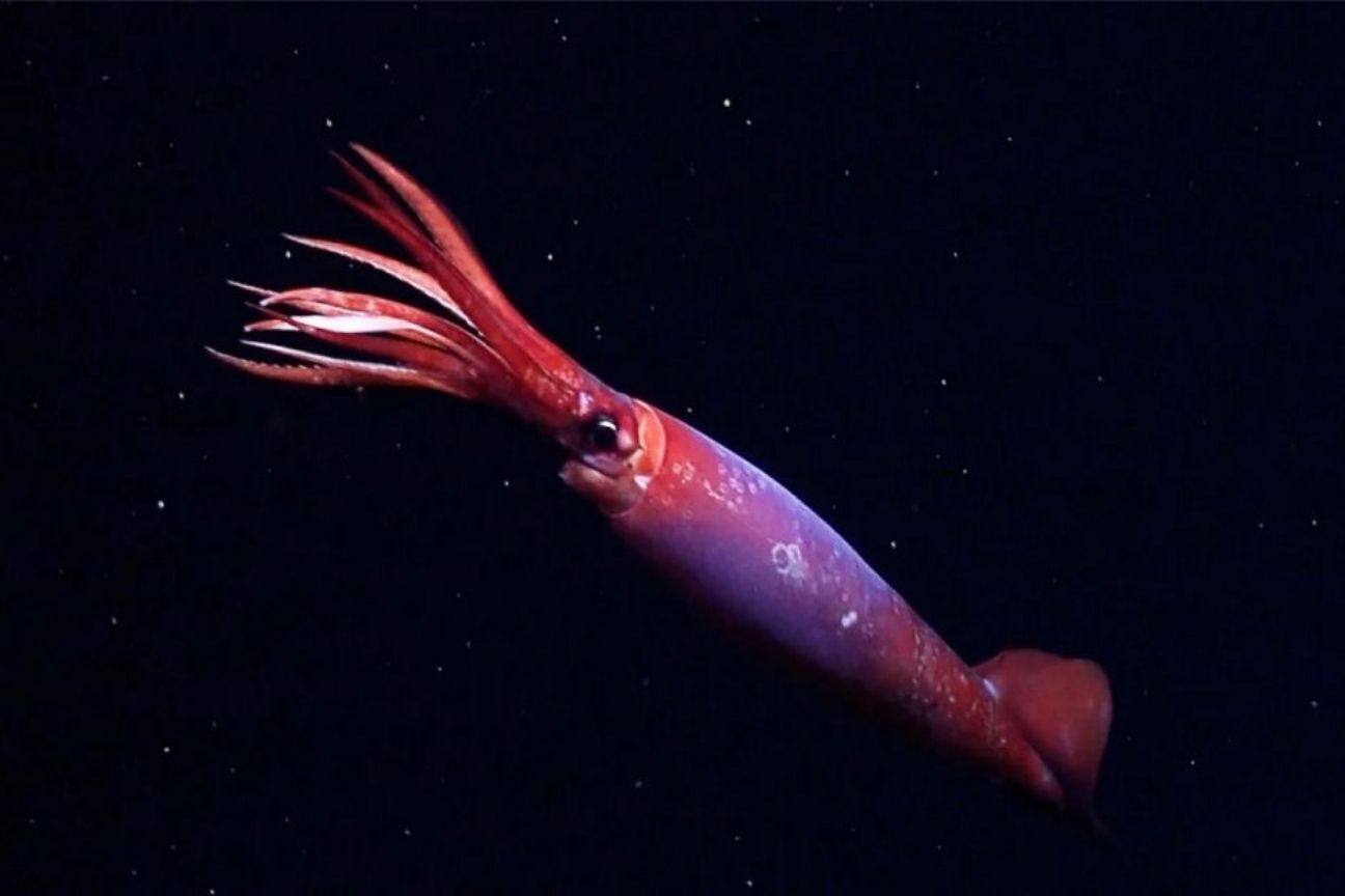 Cientistas filmam pela primeira vez lula rara de águas profundas na Antártica