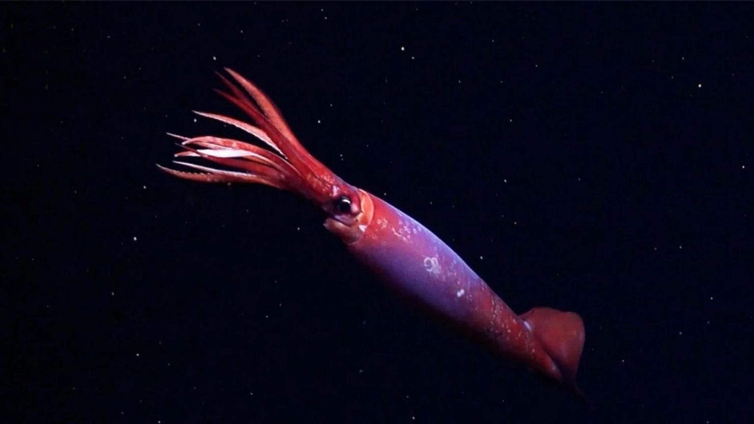 Cientistas filmam pela primeira vez lula rara de águas profundas na Antártica