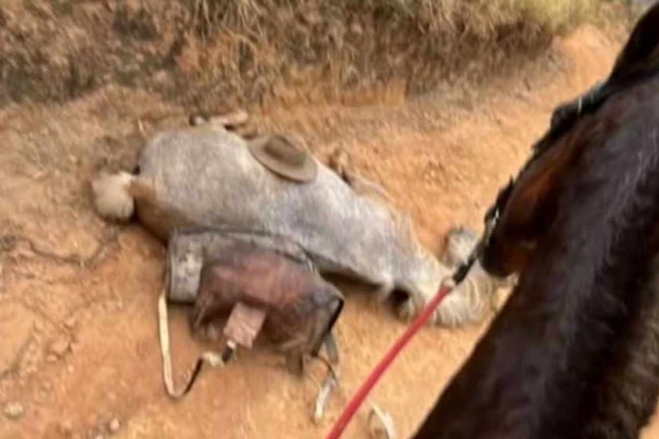 Testemunha de mutilação de cavalo alega inocência: 'Fiquei sem reação'