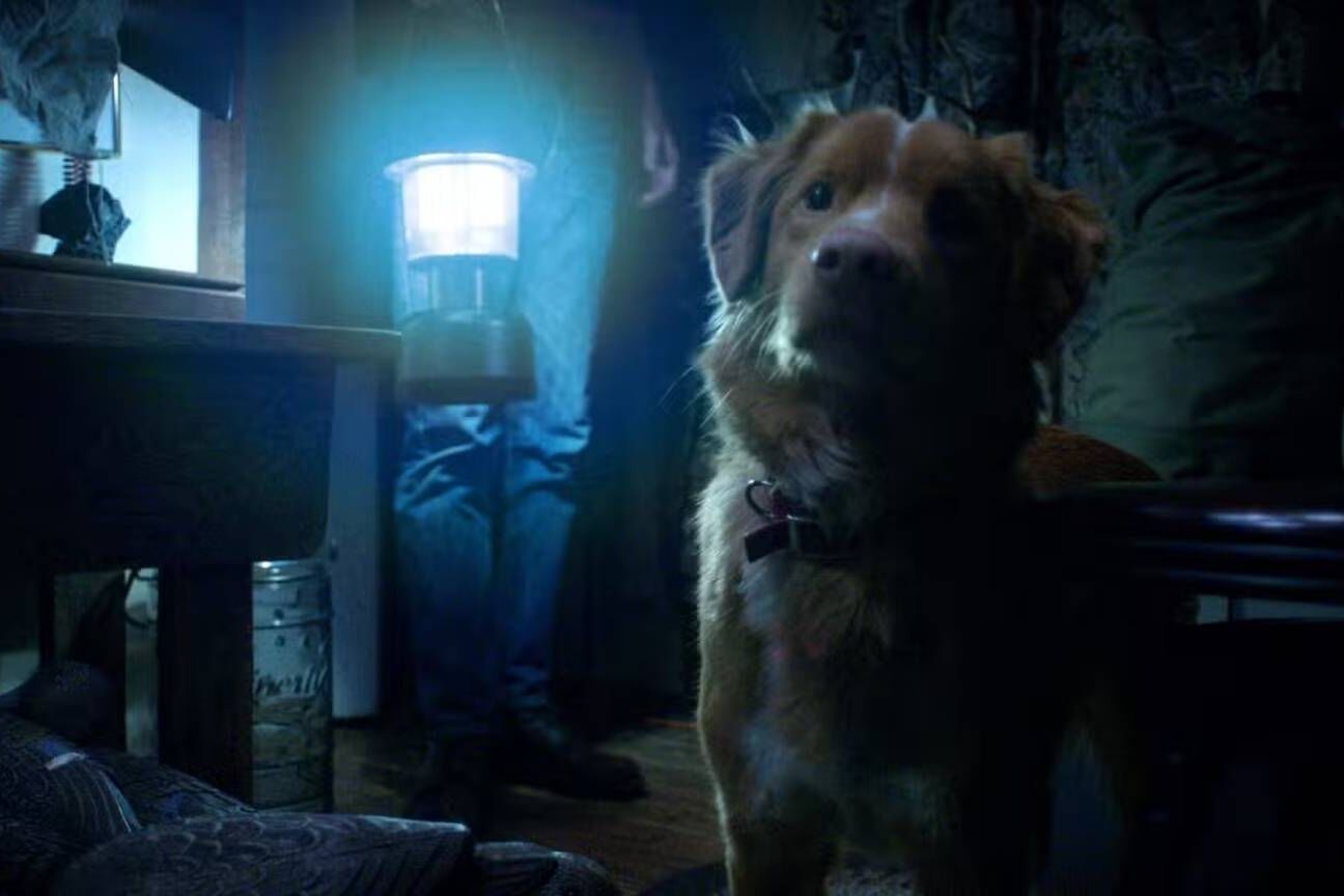 Busca por 'o cachorro morre em 'Good Boy'?' explode 2000% no Google após trailer viralizar