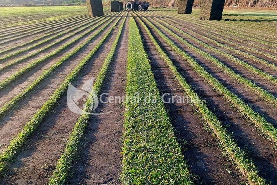 Espécies de grama ideais para climas brasileiros: Central da Grama explica como escolher sem erro