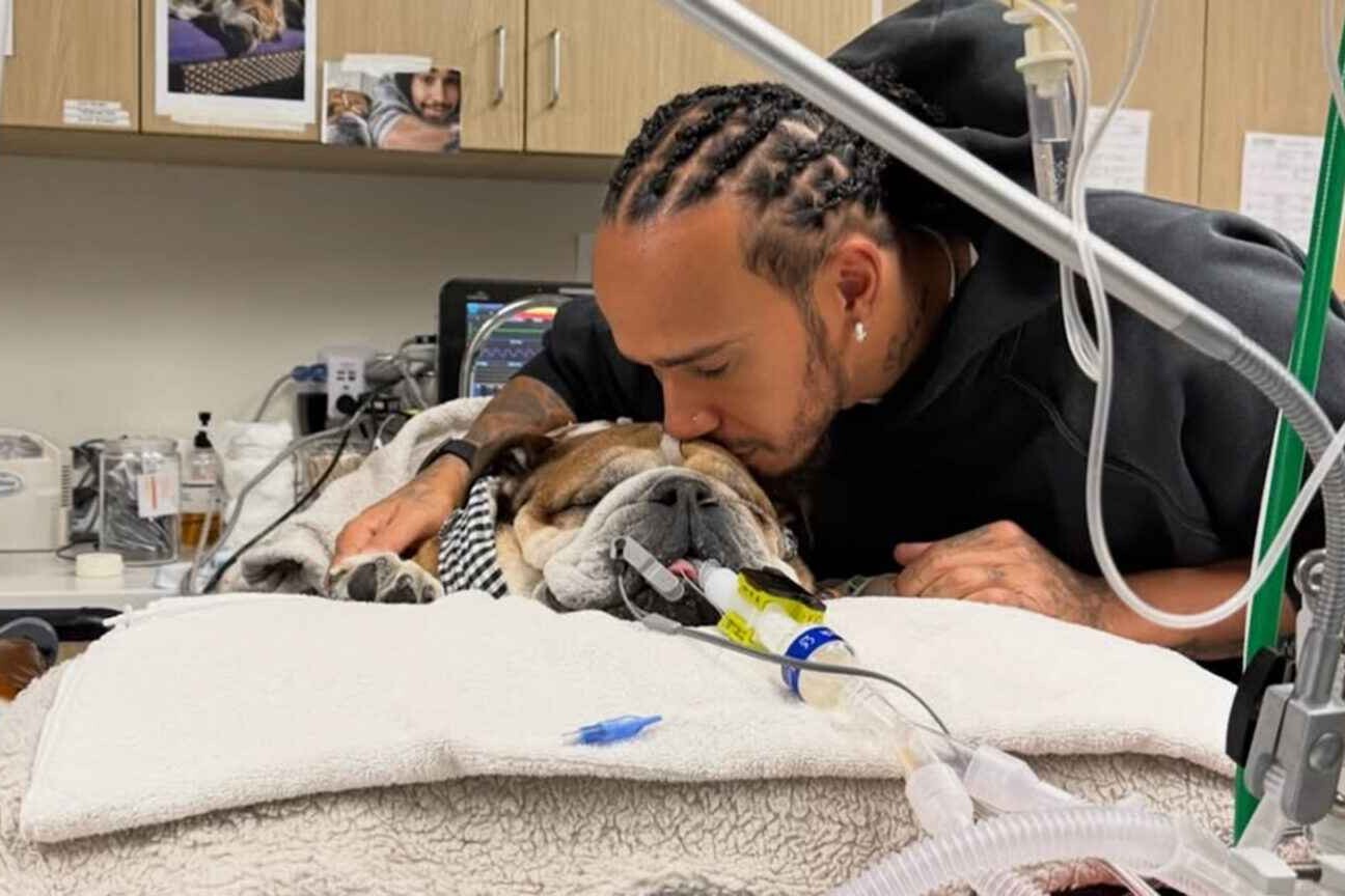 Lewis Hamilton lamenta a morte do cachorro Roscoe: 'Decisão mais difícil'