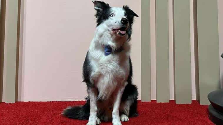 Cachorrinho de Anatomia de uma Queda vira sensação em temporada do Oscar
