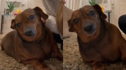 Didi morreu aos 9 anos - Foto: TikTok @bruroses