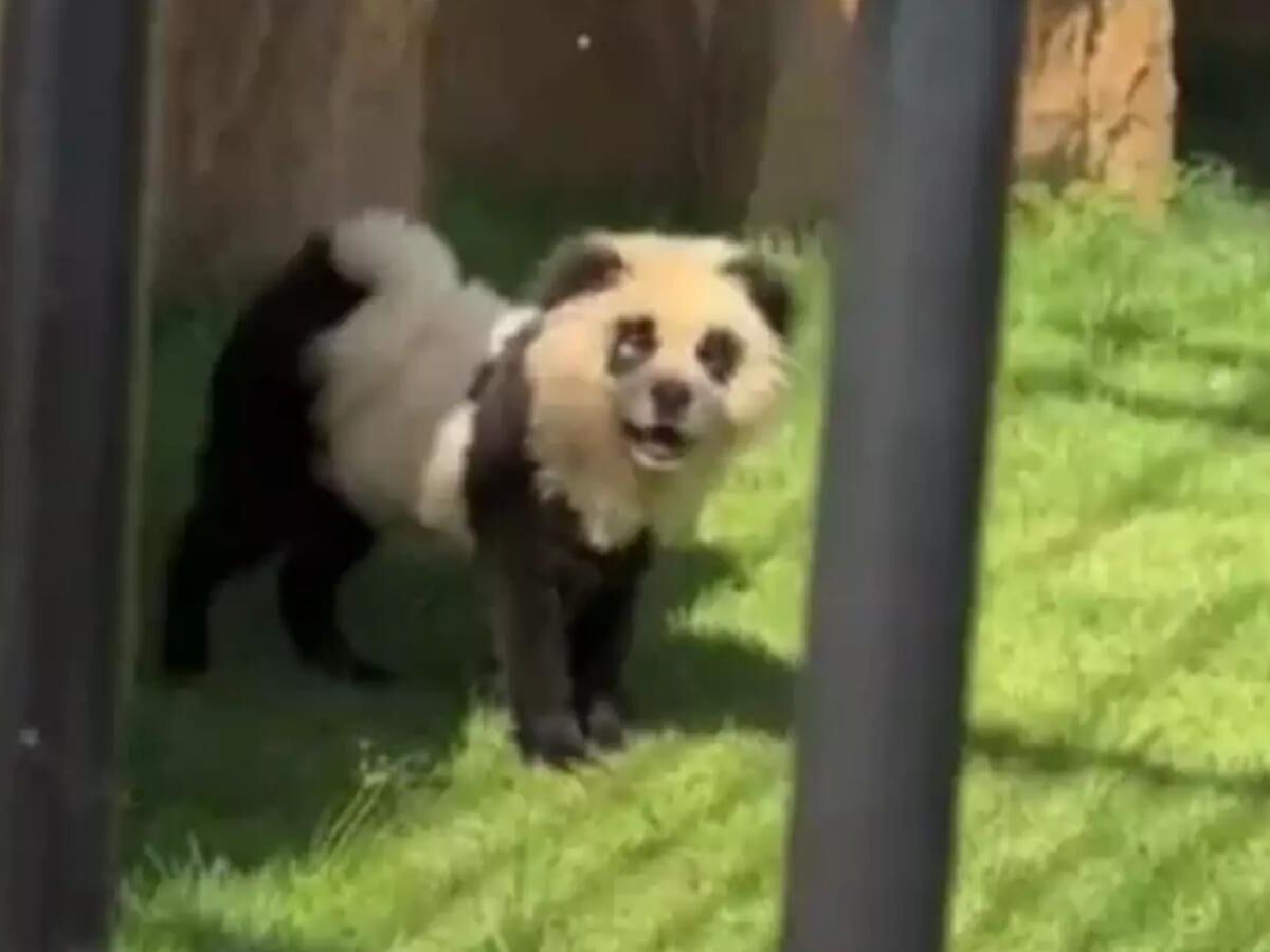 Zoológico chinês exibiu cachorros pintados como pandas para visitantes