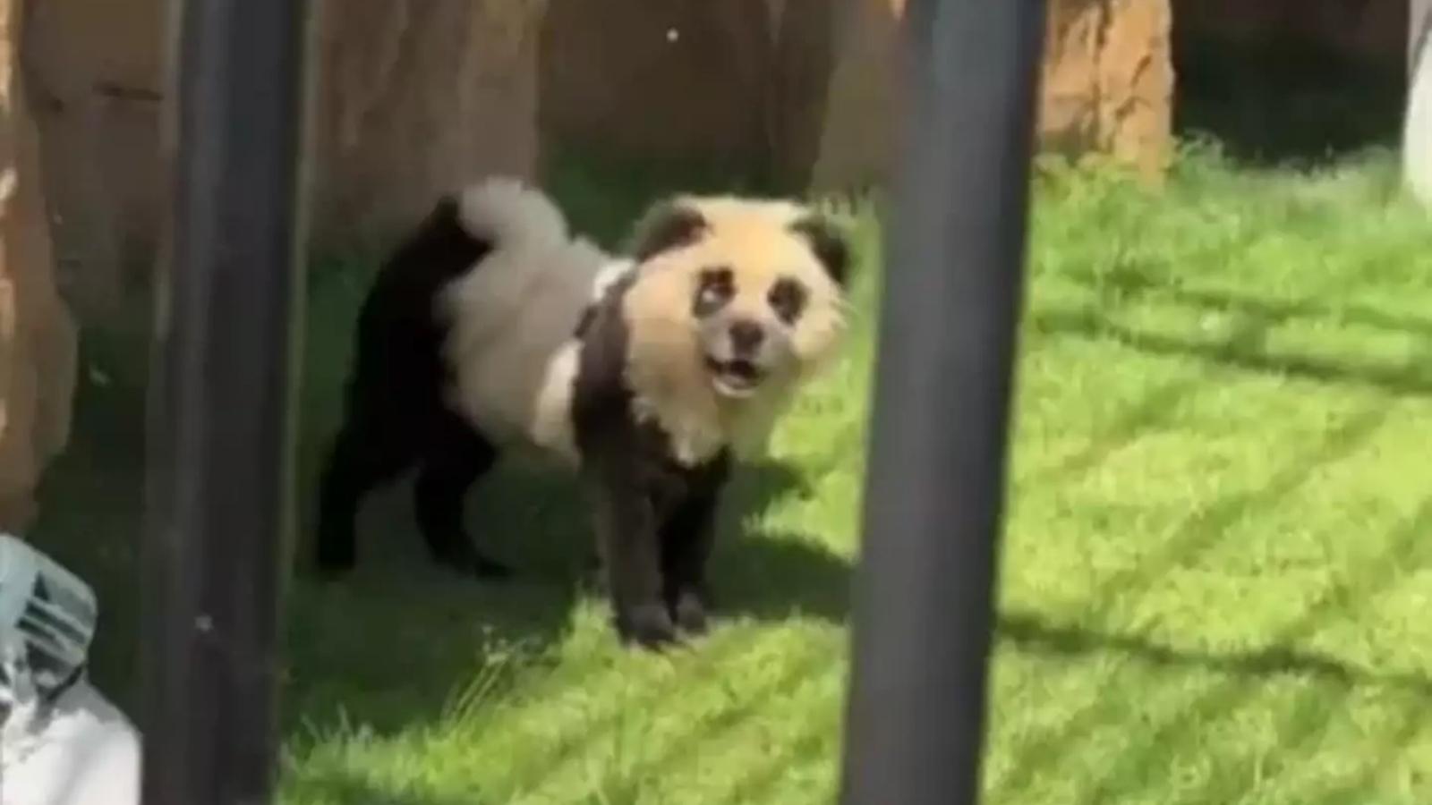 Zoológico chinês exibiu cachorros pintados como pandas para visitantes