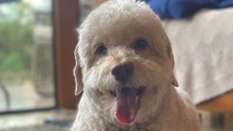Cão morre ao pisar em fio de tensão e corpo só é removido 30 horas após acidente