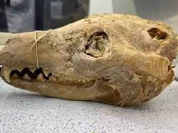 Descoberta de crânio centenário pode viabilizar 