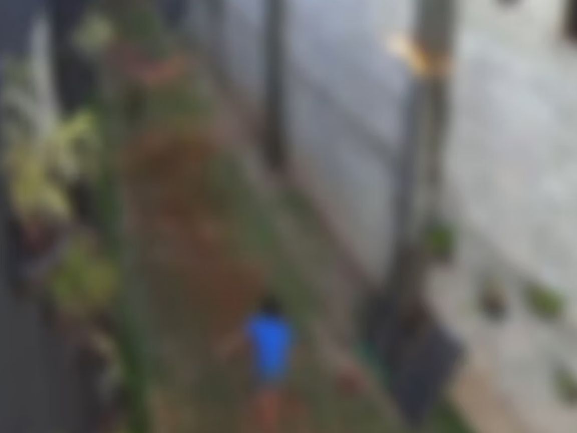 Massacre de animais cometidos por garoto de 9 anos não será punido