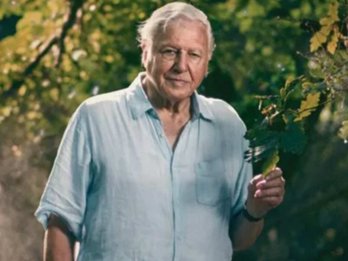 David Attenborough critica uso não autorizado de sua voz por IA