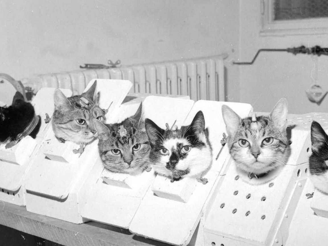 O histórico voo especial de Félicette: uma missão científica controversa