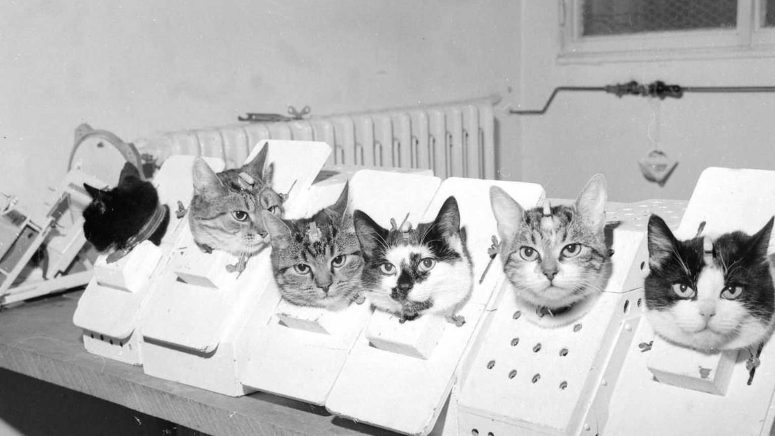 O histórico voo especial de Félicette: uma missão científica controversa