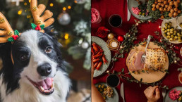 Alimentos natalinos que podem ser fatais para cães: saiba o que evitar