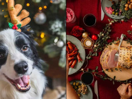 Alimentos natalinos que podem ser fatais para cães: saiba o que evitar