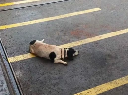 Cachorro espera por tutor que morreu afogado em Ribeirão Preto e comove moradores