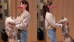 Jennifer Garner é acusada de maus-tratos após vídeo 