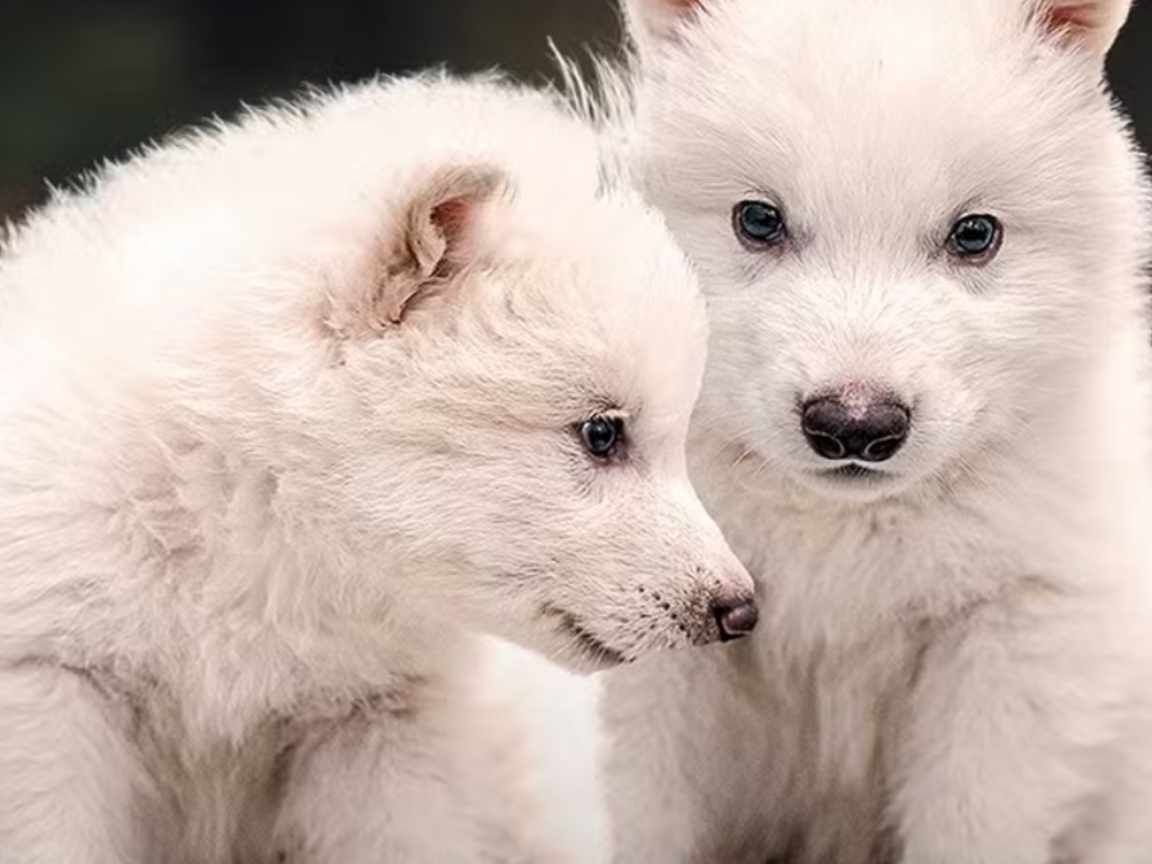 Lobos terríveis voltam à vida após 10 mil anos extintos com ajuda da biotecnologia