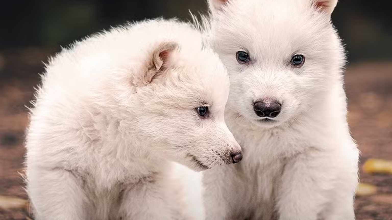 Lobos terríveis voltam à vida após 10 mil anos extintos com ajuda da biotecnologia