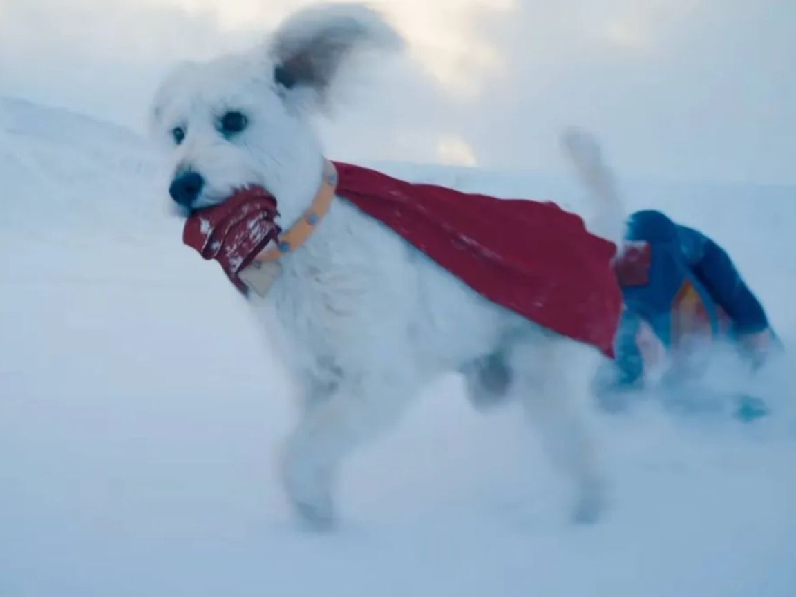 Krypto, o cão do Superman, é inspirado em Ozu, o cachorro de James Gunn — e ele 'reage' ao se ver na tela