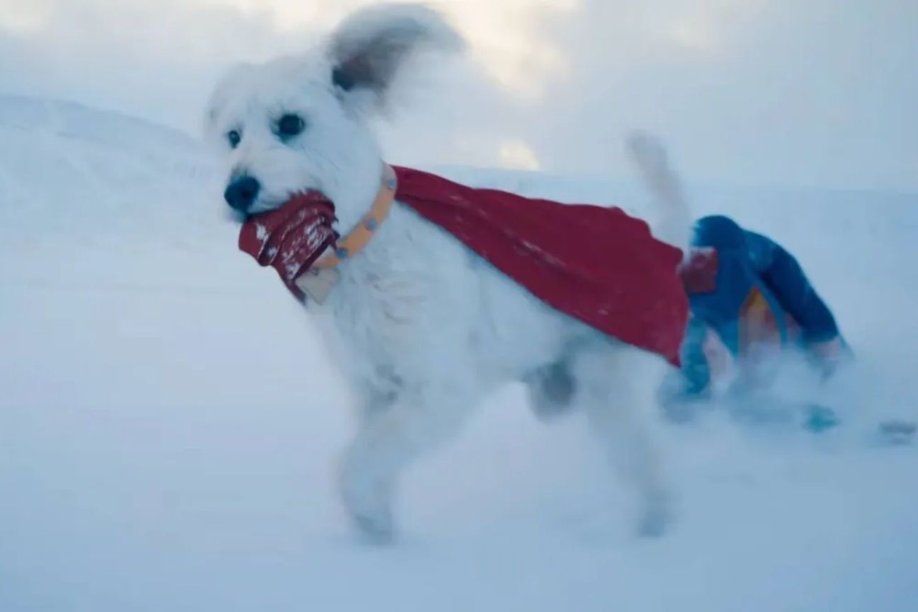 Krypto, o cão do Superman, é inspirado em Ozu, o cachorro de James Gunn — e ele 'reage' ao se ver na tela