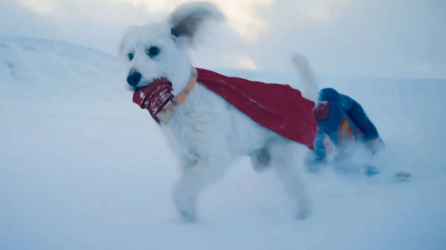Krypto, o cão do Superman, é inspirado em Ozu, o cachorro de James Gunn — e ele 'reage' ao se ver na tela